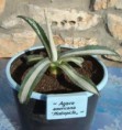 /album/agavaceae1/agave-americana-mediopicta-jpg/